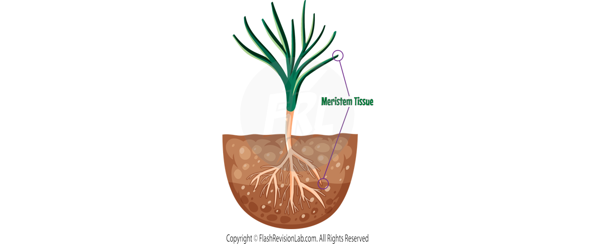 Meristem